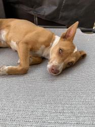 Found/Stray Female Dog last seen N 19th Ave & cinnabar , Phoenix, AZ 85023