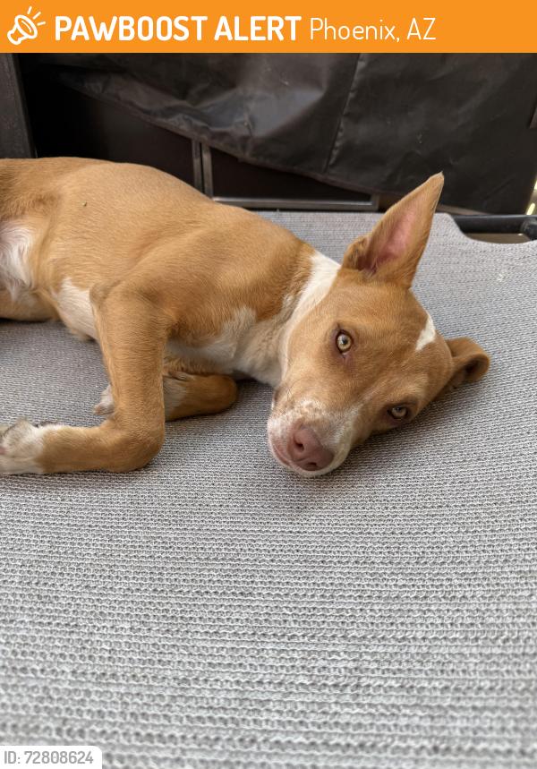 Found/Stray Female Dog last seen N 19th Ave & cinnabar , Phoenix, AZ 85023
