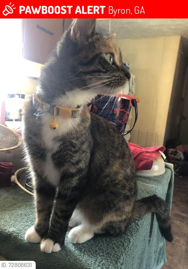 Lost Female Cat last seen Brighton dr, Byron, GA 31008