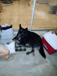 Found/Stray Male Dog last seen Sweetwater and 37th avenue, Phoenix, AZ 85029