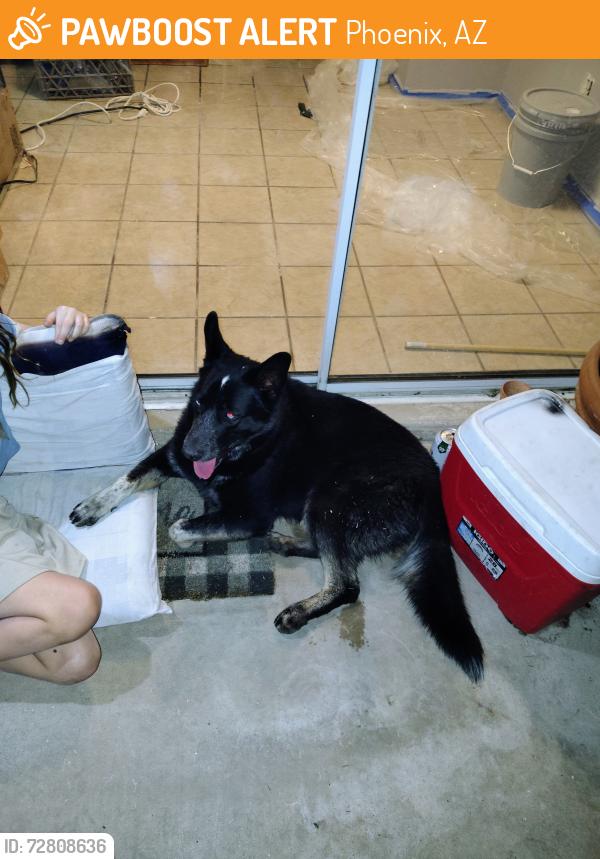 Found/Stray Male Dog last seen Sweetwater and 37th avenue, Phoenix, AZ 85029