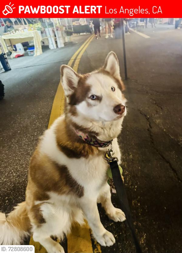 Lost Female Dog last seen Ventura and Van Nuys, Los Angeles, CA 91405