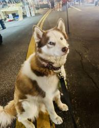 Lost Female Dog last seen Ventura and Van Nuys, Los Angeles, CA 91405