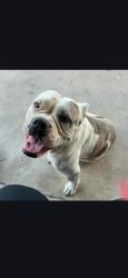 Lost Female Dog last seen Buchanan ave / F st. , Harlingen, TX 78550