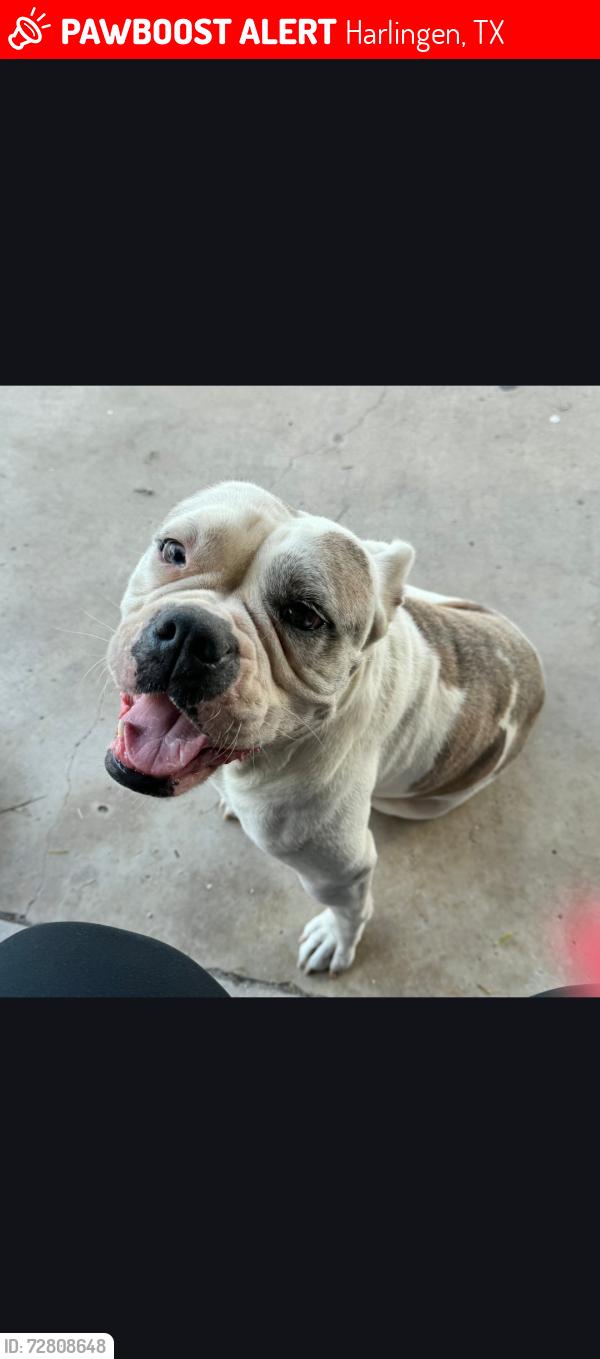 Lost Female Dog last seen Buchanan ave / F st. , Harlingen, TX 78550