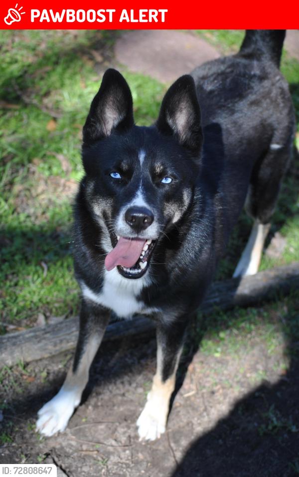 Lost Female Dog last seen Kings arms , Williamsburg Hamlet, TX 77493