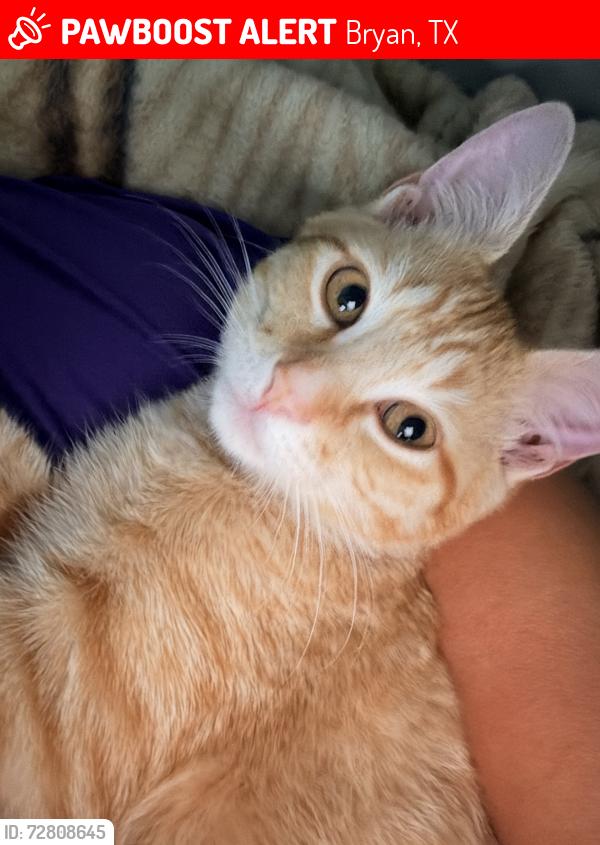 Lost Male Cat last seen At Great Escapes RV Resort (off Leonard Rd), Bryan, TX 77807