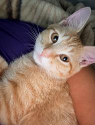 Lost Male Cat last seen At Great Escapes RV Resort (off Leonard Rd), Bryan, TX 77807