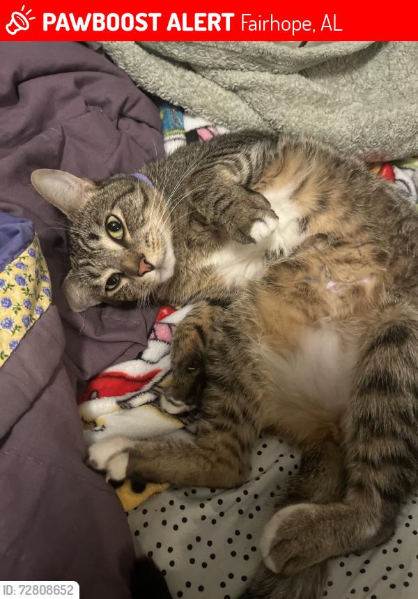 Lost Male Cat last seen Between 44 and fairhope walmart, Fairhope, AL 36532