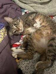 Lost Male Cat last seen Between 44 and fairhope walmart, Fairhope, AL 36532