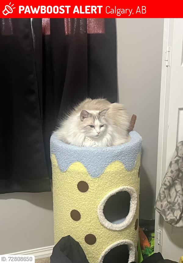 Lost Male Cat last seen Evanston link, Calgary, AB 