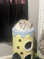 Lost Male Cat last seen Evanston link, Calgary, AB 