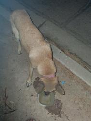 Found/Stray Female Dog last seen Pepes taco villa, Phoenix, AZ 85015