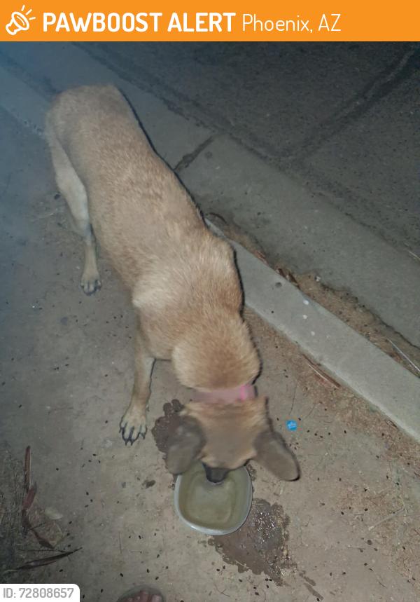 Found/Stray Female Dog last seen Pepes taco villa, Phoenix, AZ 85015