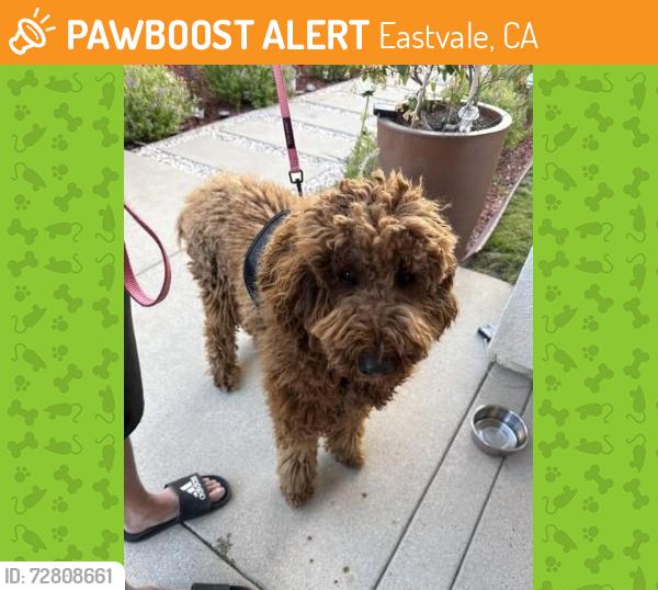 Found/Stray Male Dog last seen man & Market CHINO CA , Eastvale, CA 92880