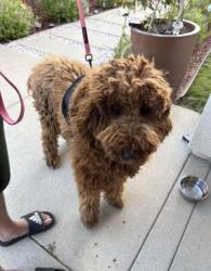 Found/Stray Male Dog last seen man & Market CHINO CA , Eastvale, CA 92880