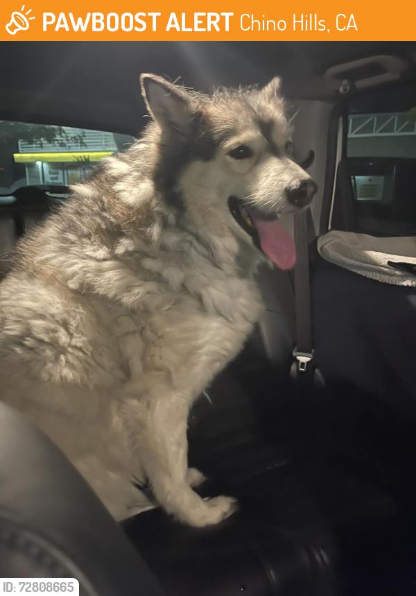 Found/Stray Male Dog last seen Chino Hills Parkway & Eucalyptus CHINO HILLS CA , Chino Hills, CA 91709