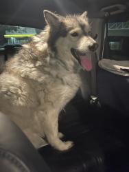 Found/Stray Male Dog last seen Chino Hills Parkway & Eucalyptus CHINO HILLS CA , Chino Hills, CA 91709