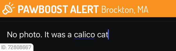 Found/Stray Unknown Cat last seen Burger King, Brockton, MA 02301