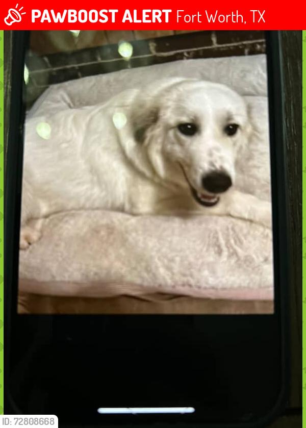 Lost Female Dog last seen Near s ayers ave , Fort Worth, TX 76103