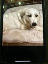 Lost Female Dog last seen Near s ayers ave , Fort Worth, TX 76103