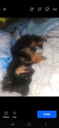Lost Male Dog last seen Pinkhill rd or Duncan rd, Oak Grove, MO 64075