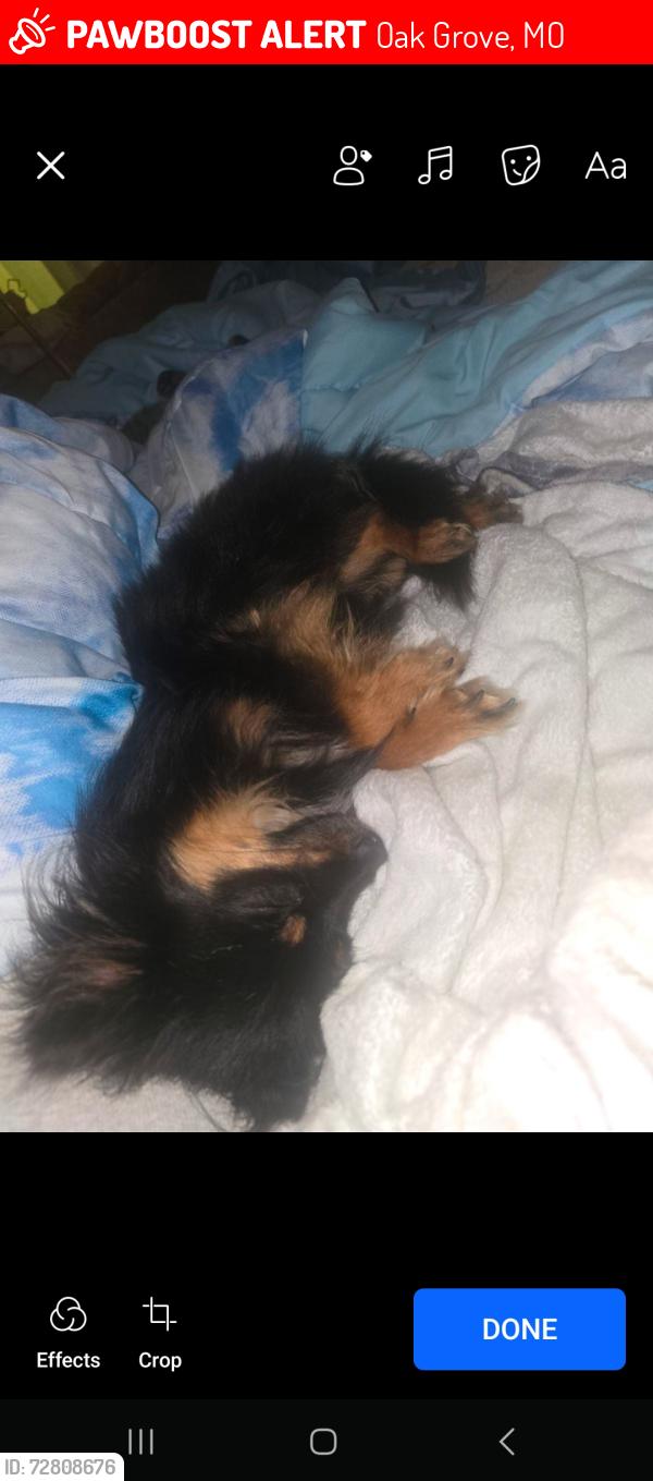 Lost Male Dog last seen Pinkhill rd or Duncan rd, Oak Grove, MO 64075