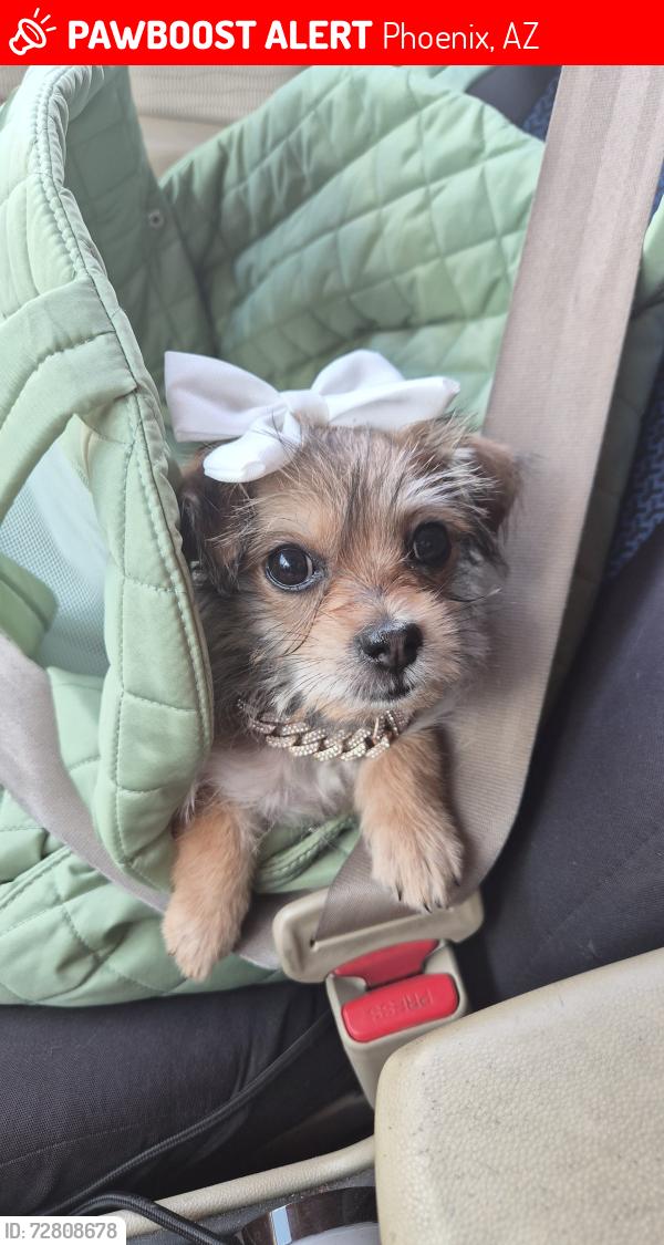 Lost Female Dog last seen 43rd avenue and Osborn, Phoenix, AZ 85031