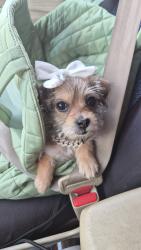Lost Female Dog last seen 43rd avenue and Osborn, Phoenix, AZ 85031