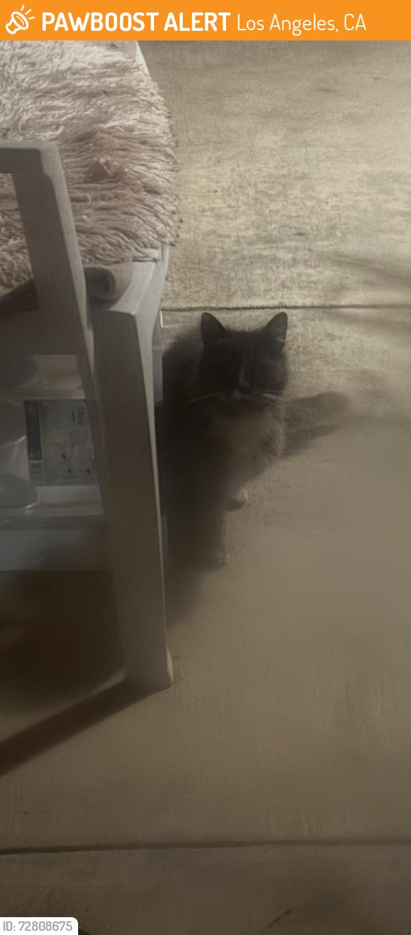 Found/Stray Unknown Cat last seen Mammoth Ave. South of Oxnard St., Los Angeles, CA 91401