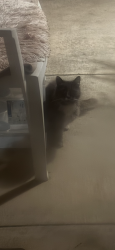 Found/Stray Unknown Cat last seen Mammoth Ave. South of Oxnard St., Los Angeles, CA 91401
