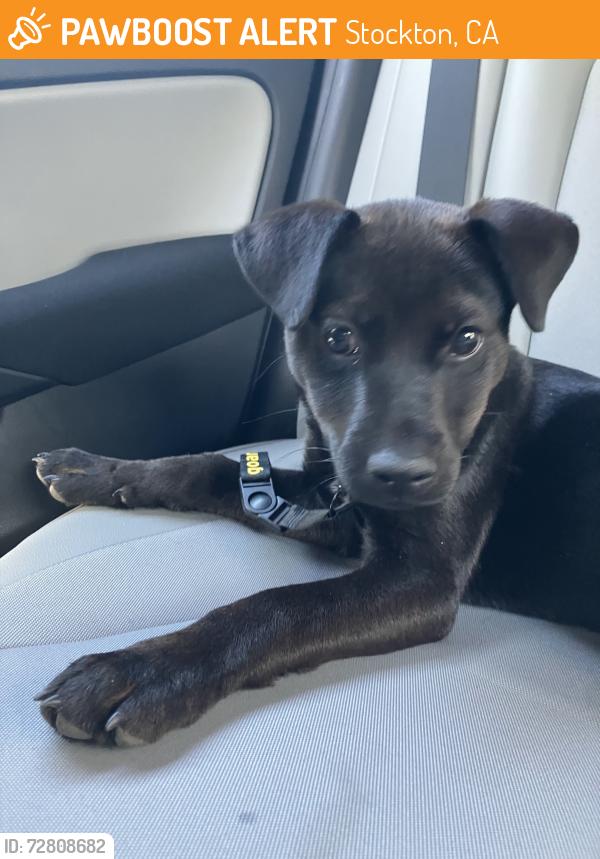 Found/Stray Female Dog last seen bus stop, Stockton, CA 95206