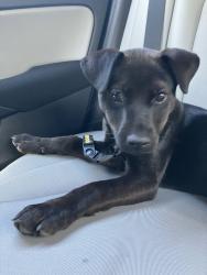 Found/Stray Female Dog last seen bus stop, Stockton, CA 95206