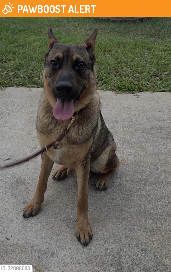 Found/Stray Male Dog last seen Canyon Field’s Drive, Westheimer Lakes, TX 77406
