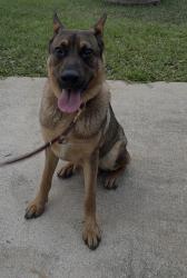 Found/Stray Male Dog last seen Canyon Field’s Drive, Westheimer Lakes, TX 77406