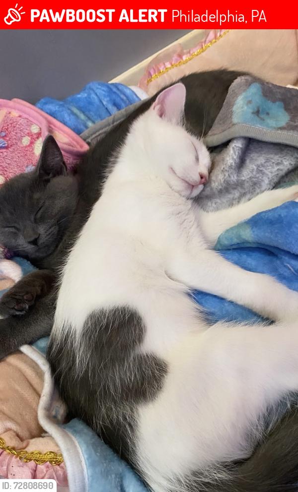 Lost Male Cat last seen St Vincent , Philadelphia, PA 19149