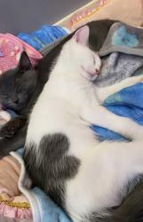 Lost Male Cat last seen St Vincent , Philadelphia, PA 19149