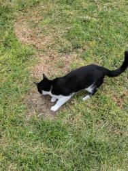 Lost Male Cat last seen Packett Road, PV Drive South, Rancho Palos Verdes, CA 90275