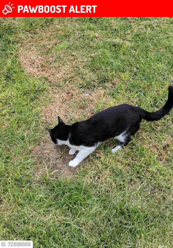 Lost Male Cat last seen Packett Road, PV Drive South, Rancho Palos Verdes, CA 90275