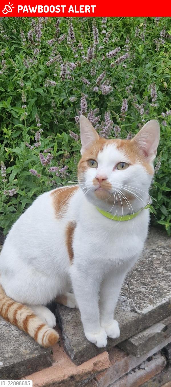 Lost Male Cat last seen Mary Street, Balsall Heath, Balsall Heath, England B12