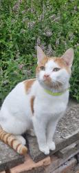 Lost Male Cat last seen Mary Street, Balsall Heath, Balsall Heath, England B12