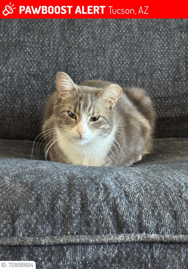 Lost Male Cat last seen Escalante and Pantano, Tucson, AZ 85730
