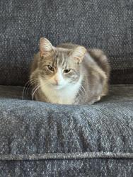 Lost Male Cat last seen Escalante and Pantano, Tucson, AZ 85730