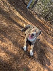 Lost Female Dog last seen Near Mount Zion rd Stockbridge GA 30281, Stockbridge, GA 30281