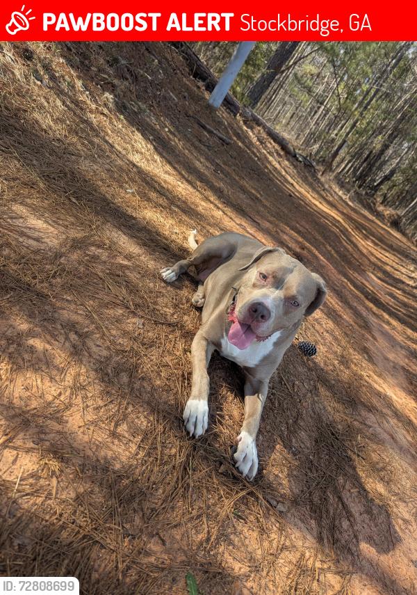 Lost Female Dog last seen Near Mount Zion rd Stockbridge GA 30281, Stockbridge, GA 30281