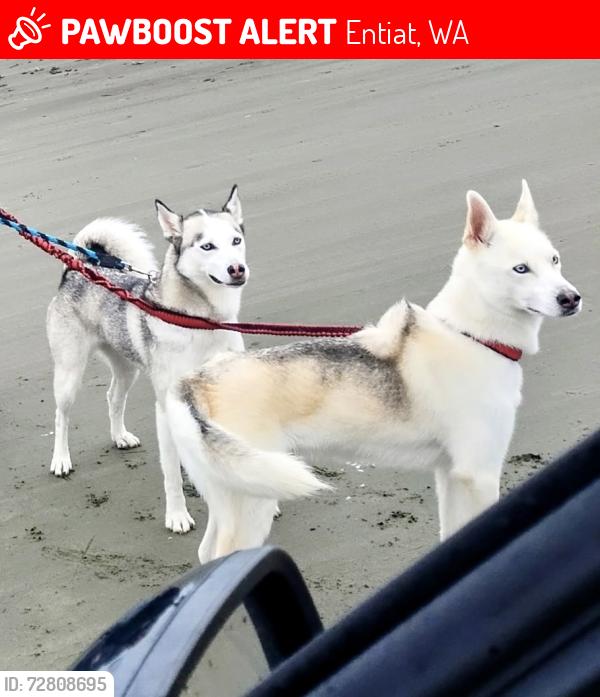 Lost Female Dog last seen Entiat River RD, Entiat, WA 98843