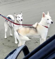 Lost Female Dog last seen Entiat River RD, Entiat, WA 98843