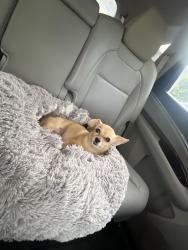 Lost Female Dog last seen hwy 66 and  county road 5 , Longmont, CO 80504