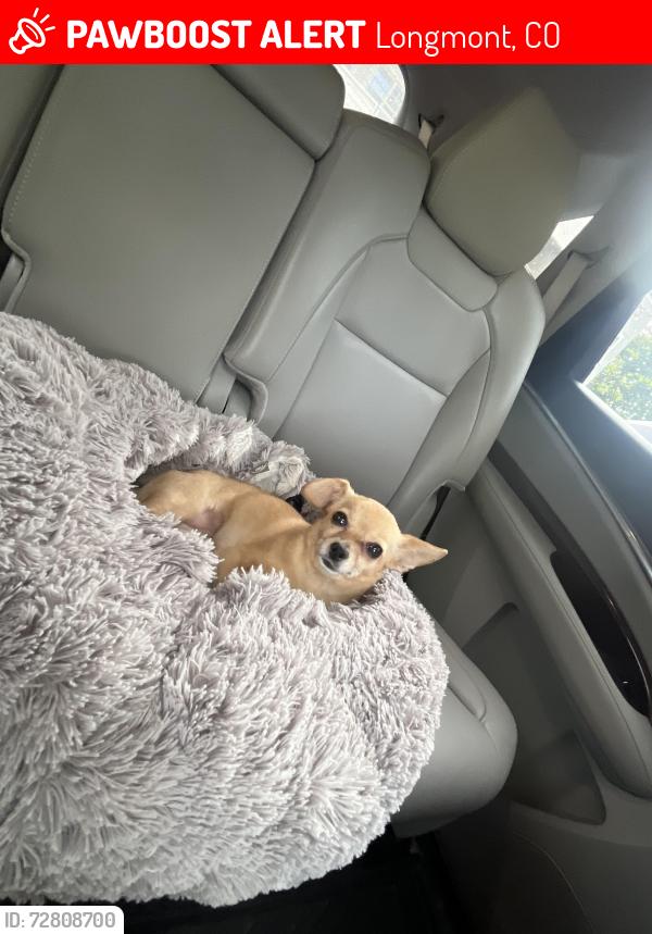 Lost Female Dog last seen hwy 66 and  county road 5 , Longmont, CO 80504