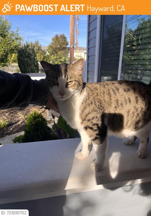 Found/Stray Female Cat last seen Downtown Hayward , Hayward, CA 94541